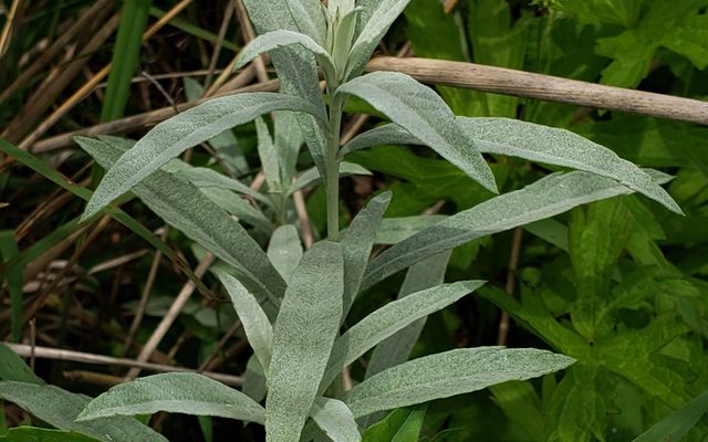 Prairie Sage reference