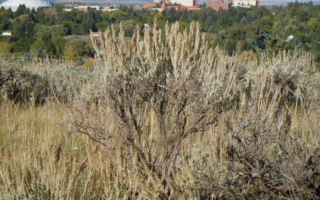 Big Sagebrush reference