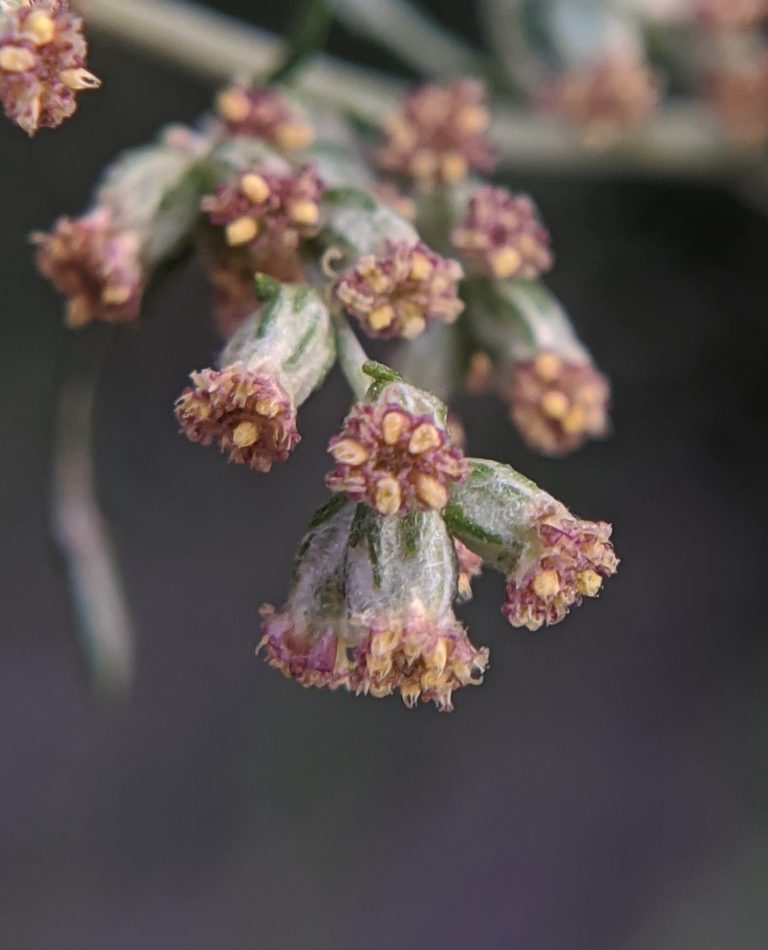common mugwort reference