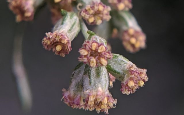 Common Mugwort reference