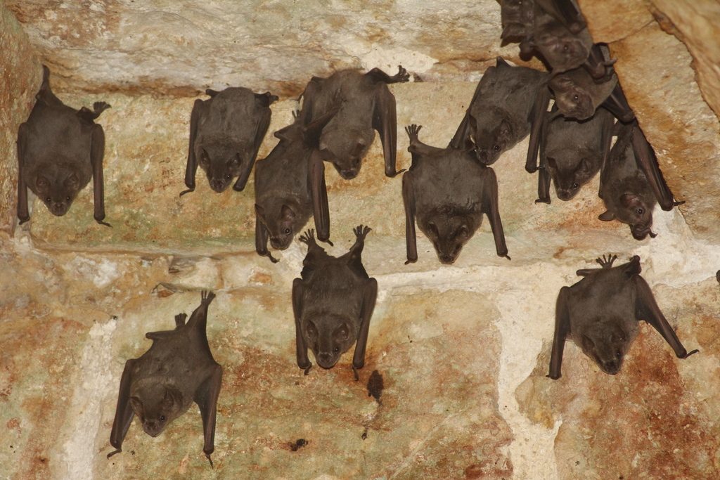 Jamaican Fruit-eating Bat reference