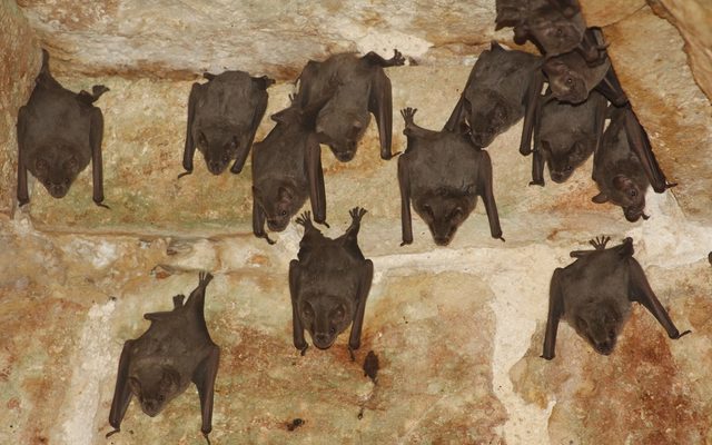 Jamaican Fruit Bat reference