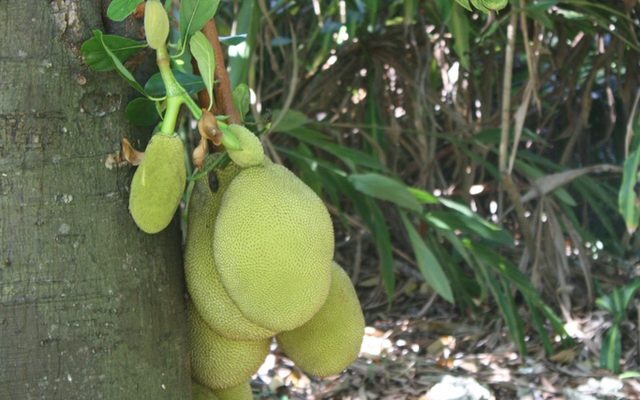 Jackfruit reference