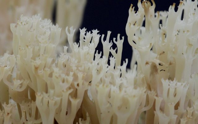 Crown-tipped Coral reference