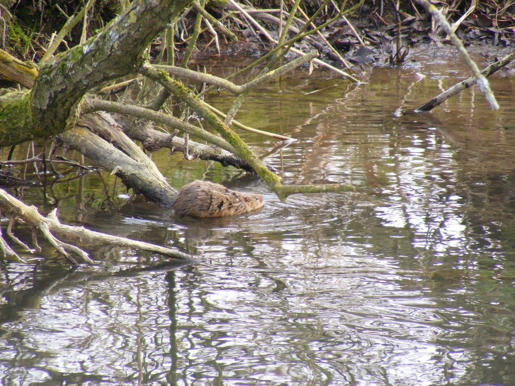 European Water Vole reference