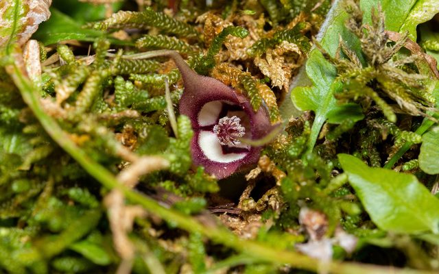 Canadian Wild Ginger reference