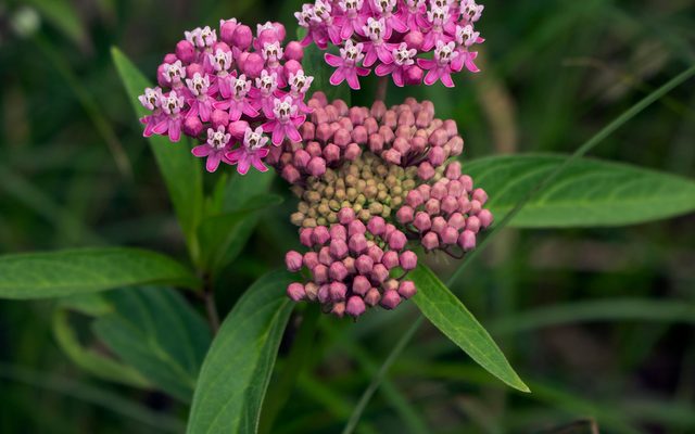 Swamp Milkweed reference