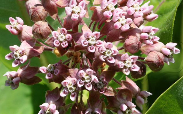 Common Milkweed reference