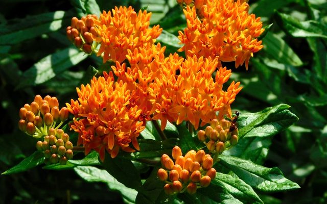 Butterfly Weed reference