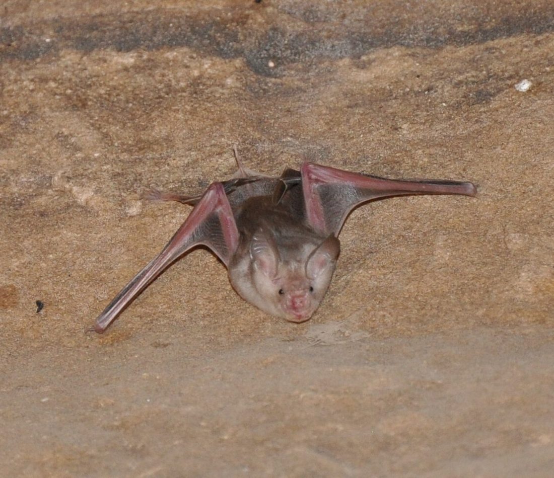Trident Bat reference
