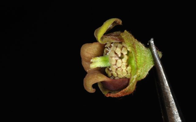 Small-flower Pawpaw reference