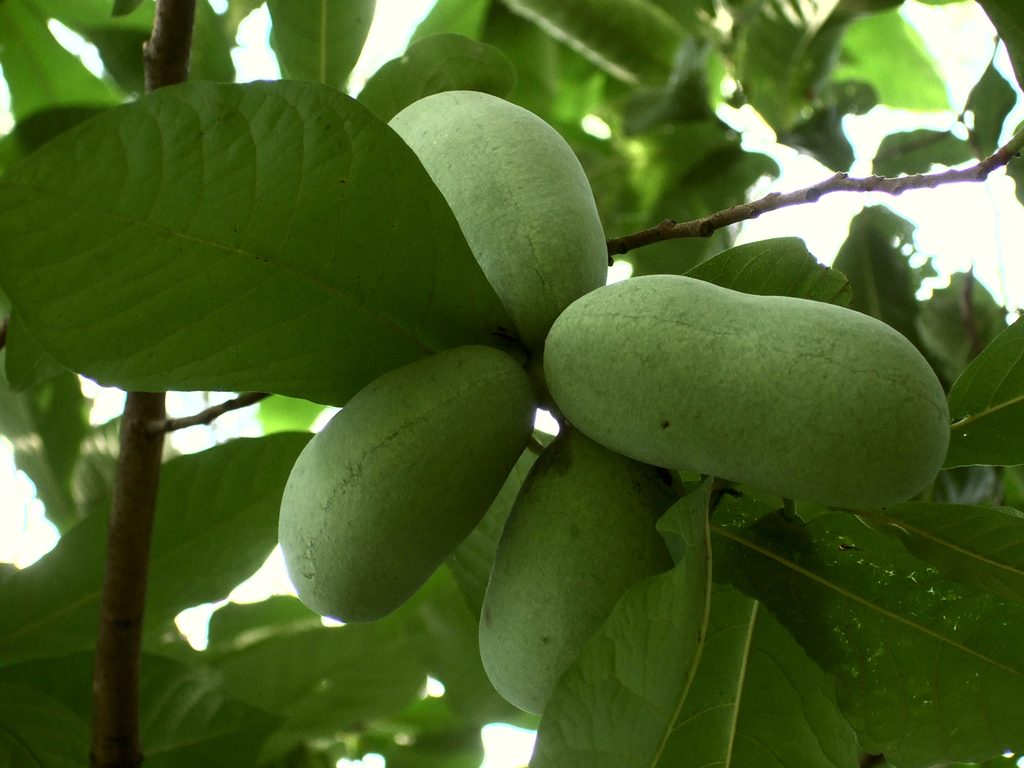 common pawpaw reference