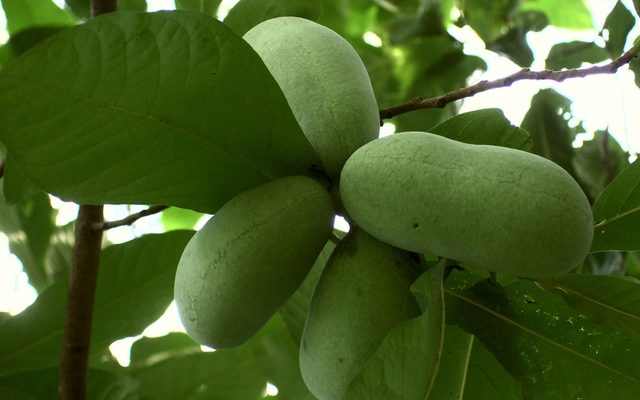 Pawpaw reference