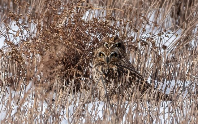 Short-eared Owl reference