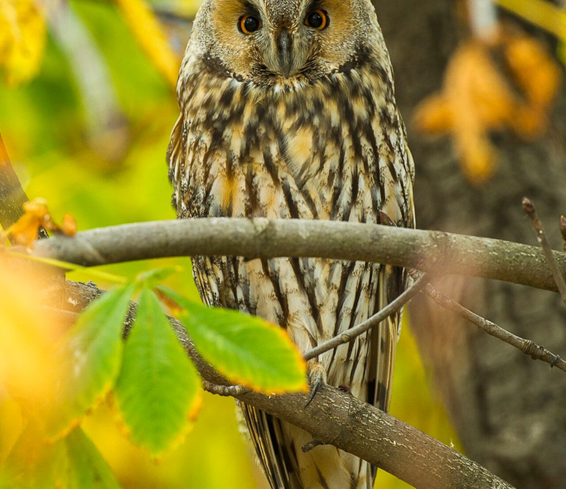 Long-eared Owl reference