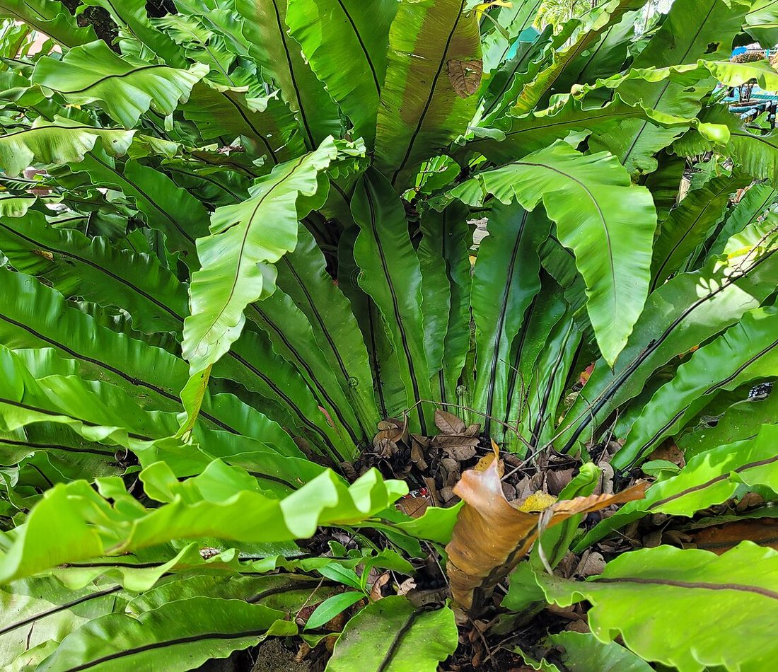 Asplenium nidus reference