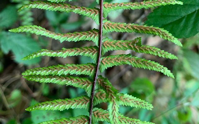 Ebony Spleenwort reference