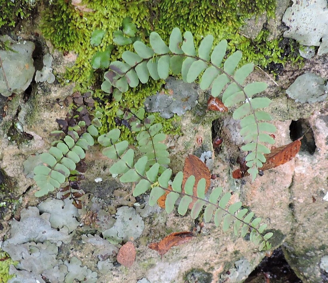 Black-stem Spleenwort reference
