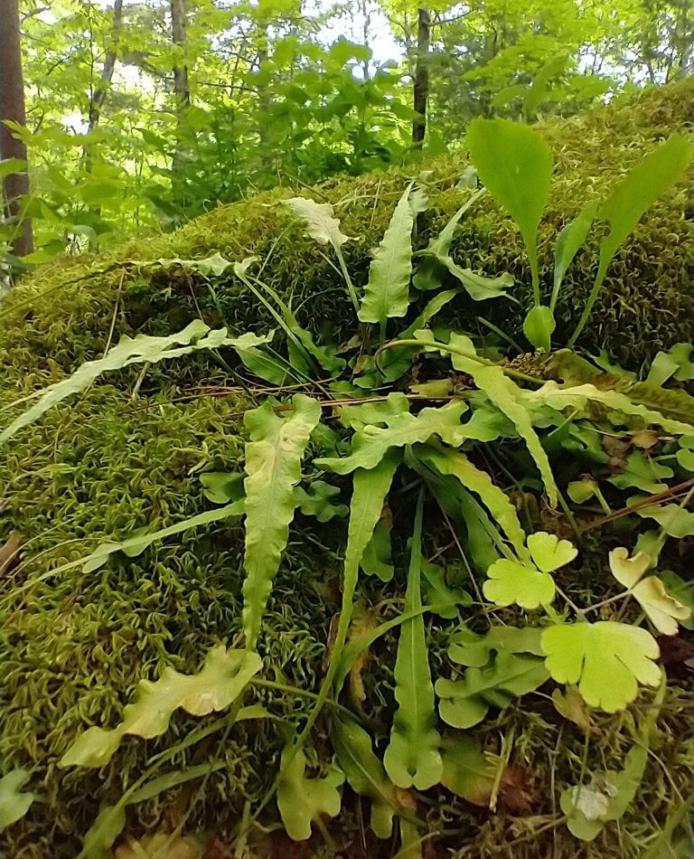 Walking Fern reference