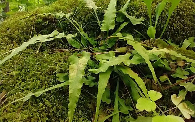 Walking Fern reference