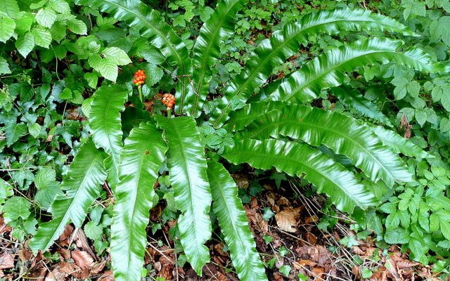 Hart's-Tongue Fern reference