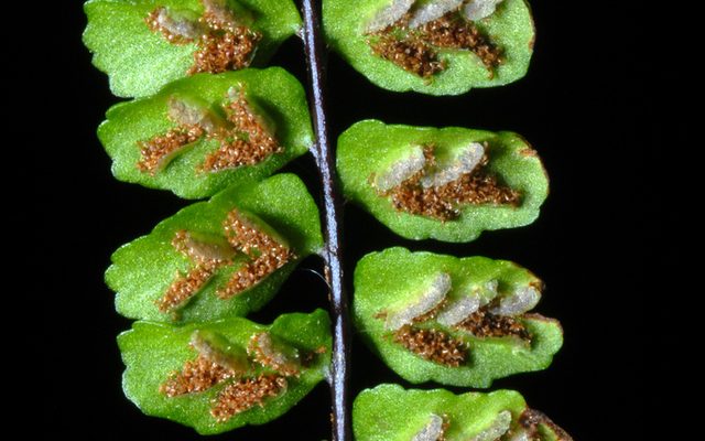 Maidenhair Spleenwort reference