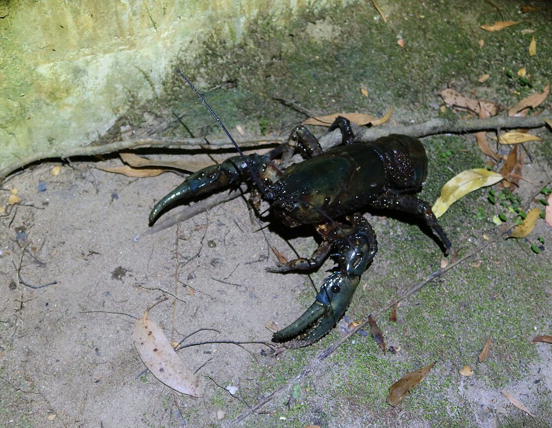 Tasmanian Giant Freshwater Crayfish reference