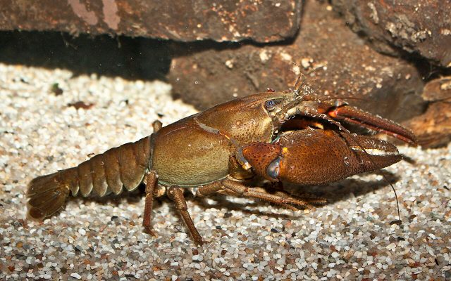 Noble Crayfish reference