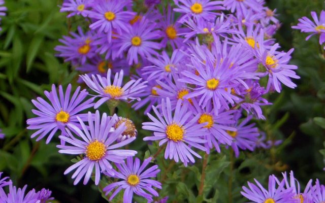 European Michaelmas Daisy reference
