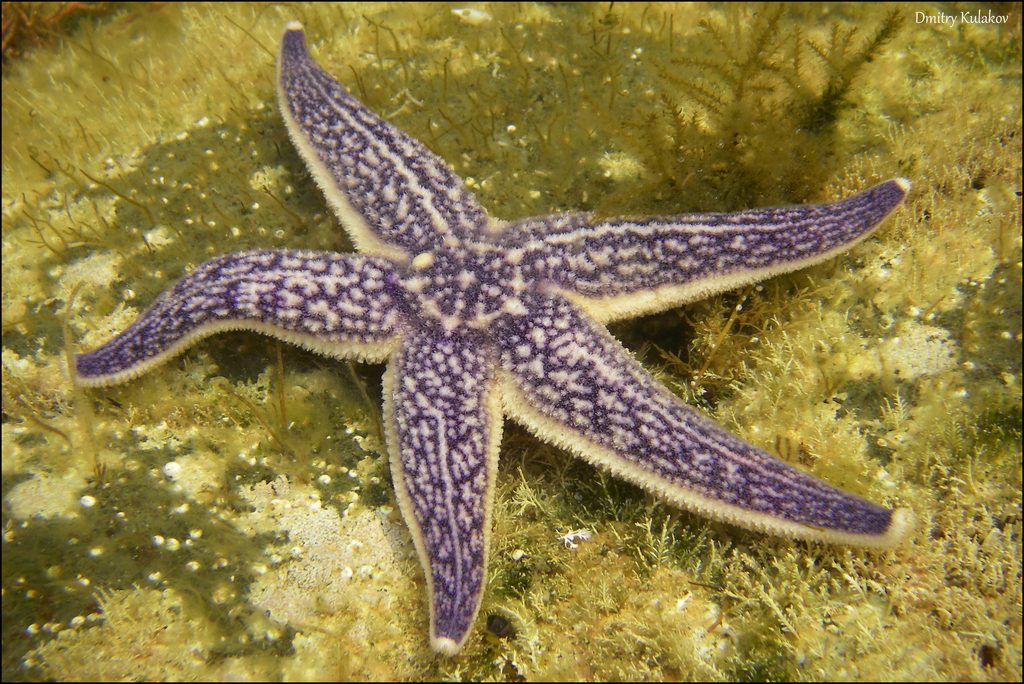 Northern Pacific Sea Star reference