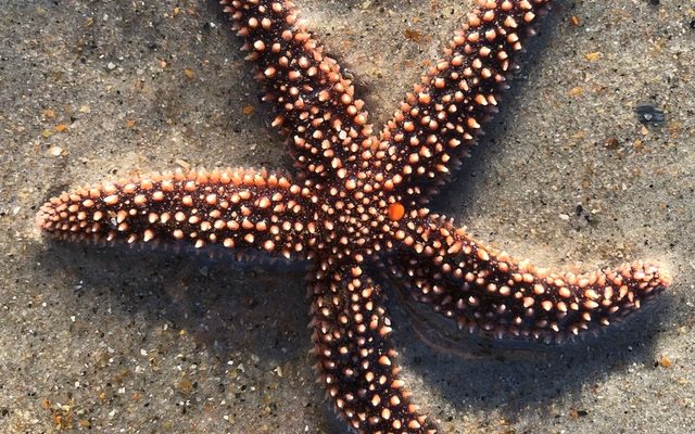 Forbes' Sea Star reference