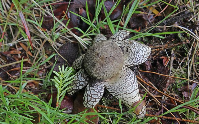 Hygroscopic Earthstar reference