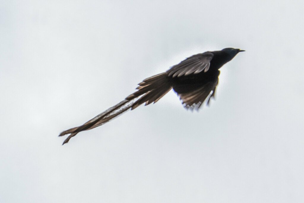 Ribbon-tailed Astrapia reference