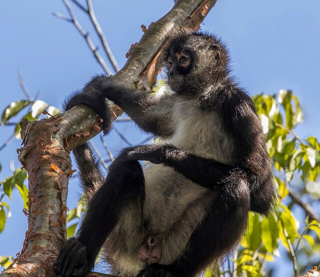 Geoffroy's Spider Monkey reference