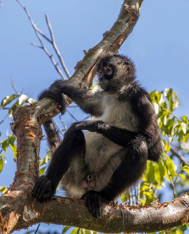 Geoffroy's Spider Monkey reference