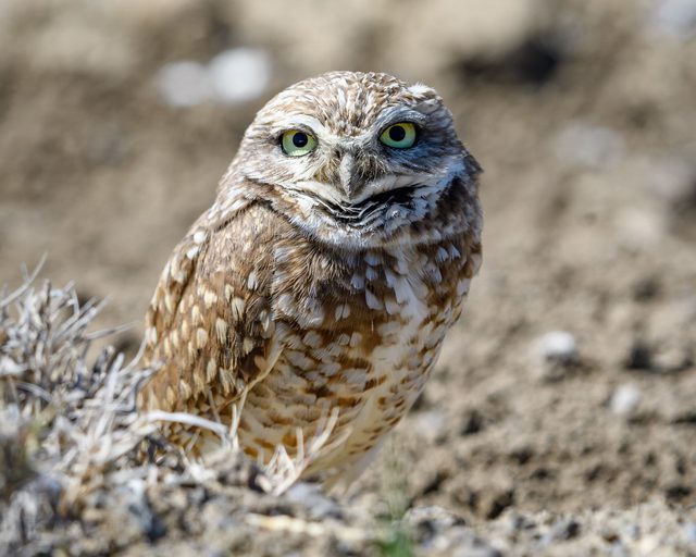 Burrowing Owl reference