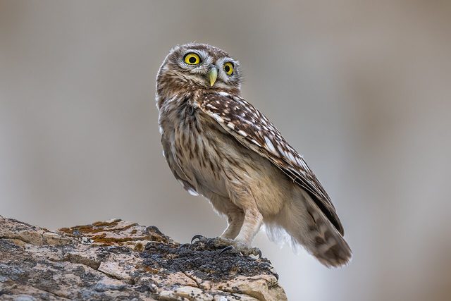 Little Owl reference