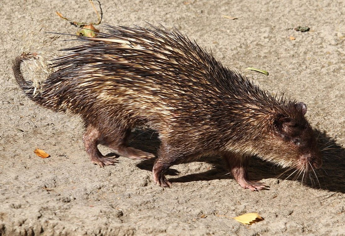 African Brush-tailed Porcupine reference