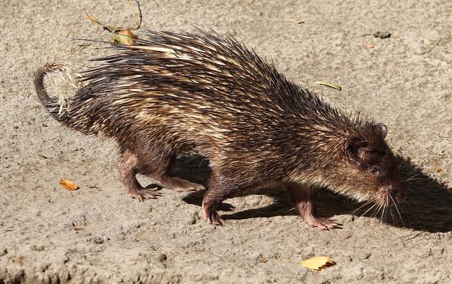 African Brush-tailed Porcupine reference