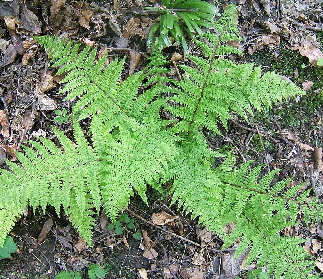 lady fern reference