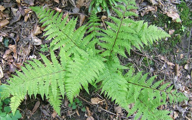 Lady Fern reference