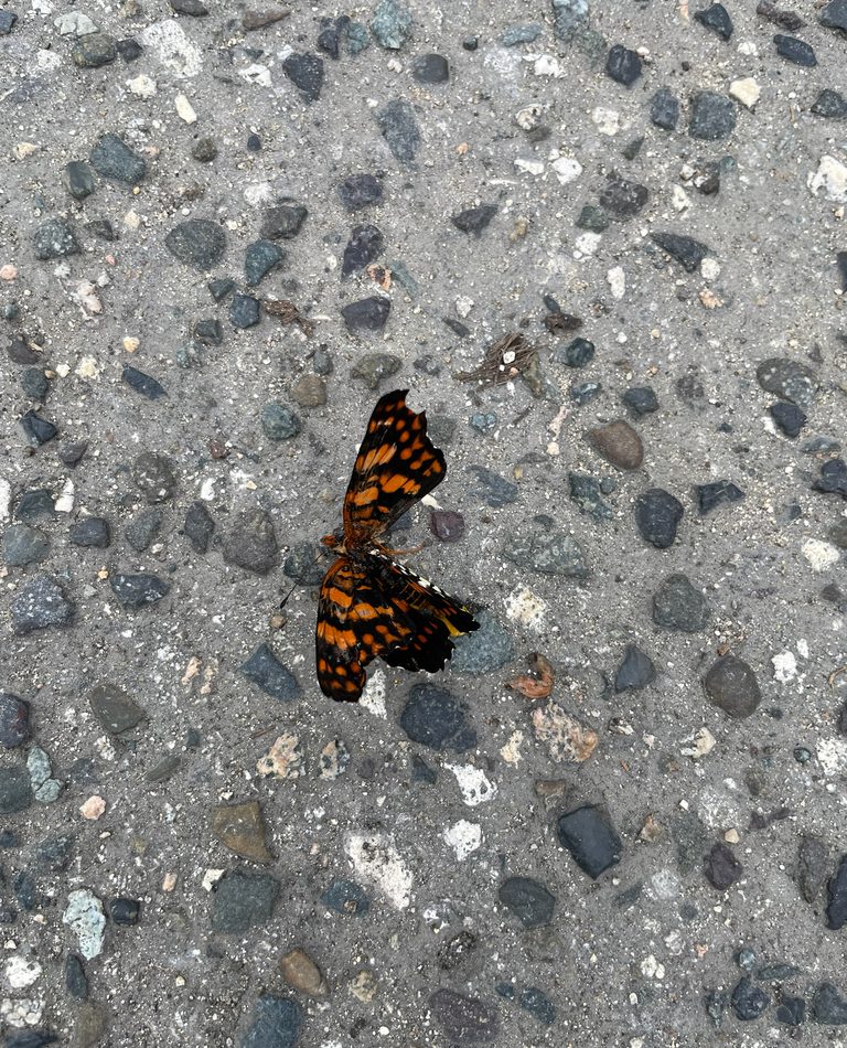 Puerto Rican Harlequin Butterfly reference