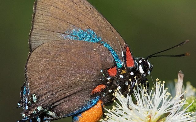 Great Purple Hairstreak reference