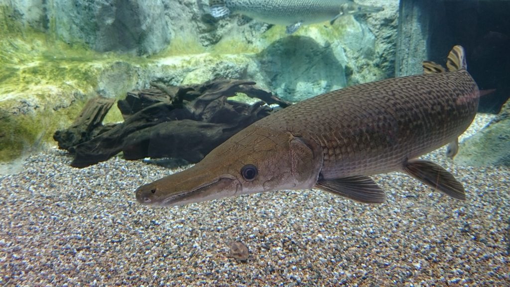 Alligator Gar reference