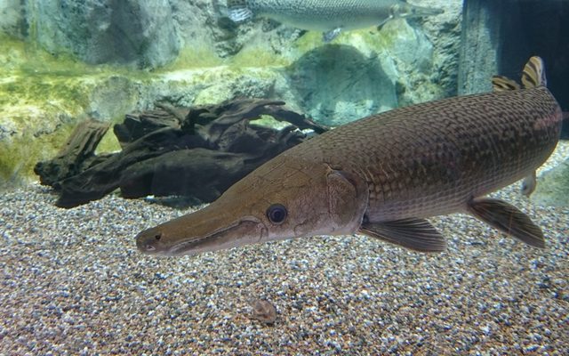 Alligator Gar reference