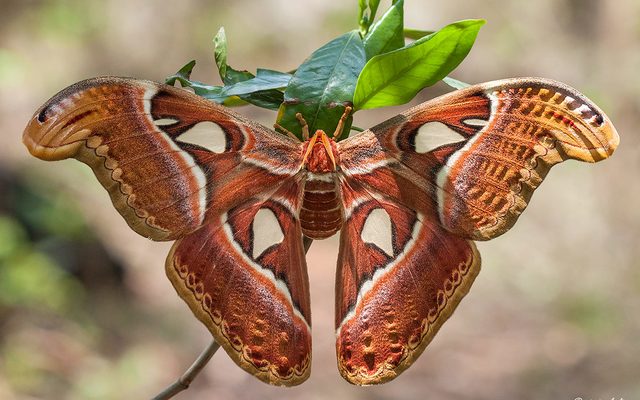 Atlas Moth reference