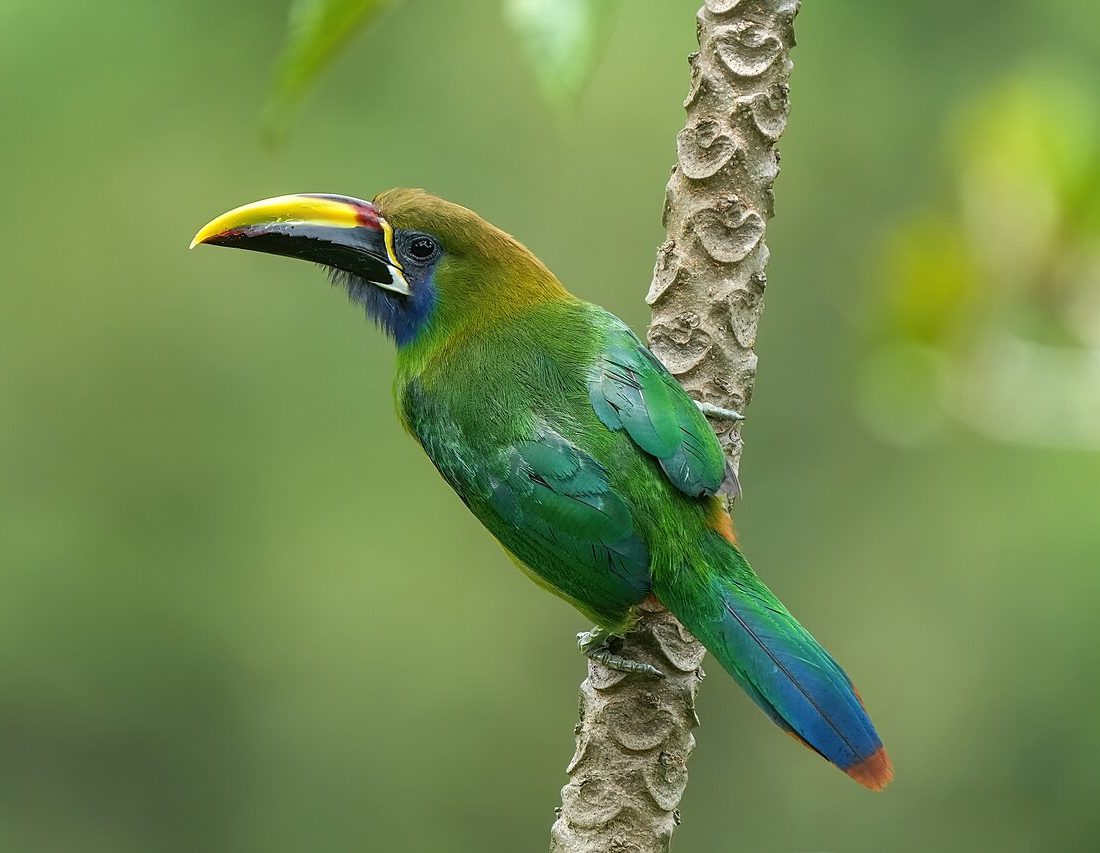 Emerald Toucanet reference