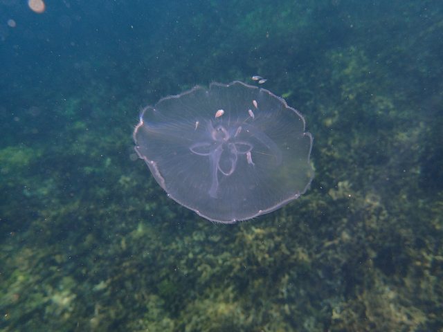 Moon Jelly reference