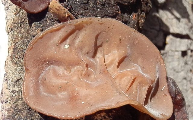 Conifer Wood Ear reference