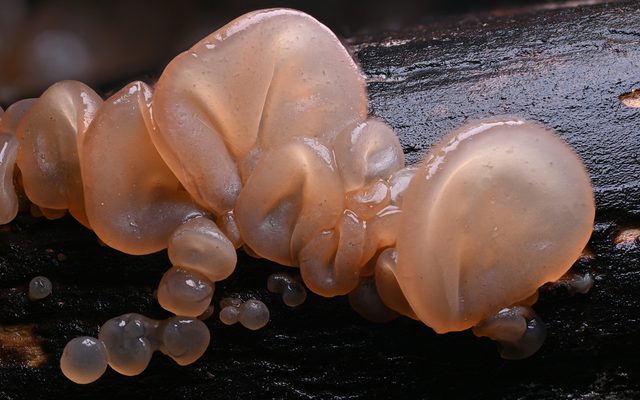 Hardwood Jelly Ear reference